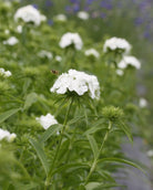 Busknellik ‘Hollandia White’ med tette klaser av små, hvite blomster.