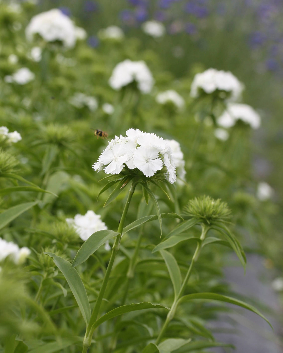 Busknellik ‘Hollandia White’ med tette klaser av små, hvite blomster.