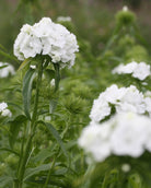 Busknellik ‘Hollandia White’ med rent hvite blomster tett samlet i avrundede blomsterhoder.