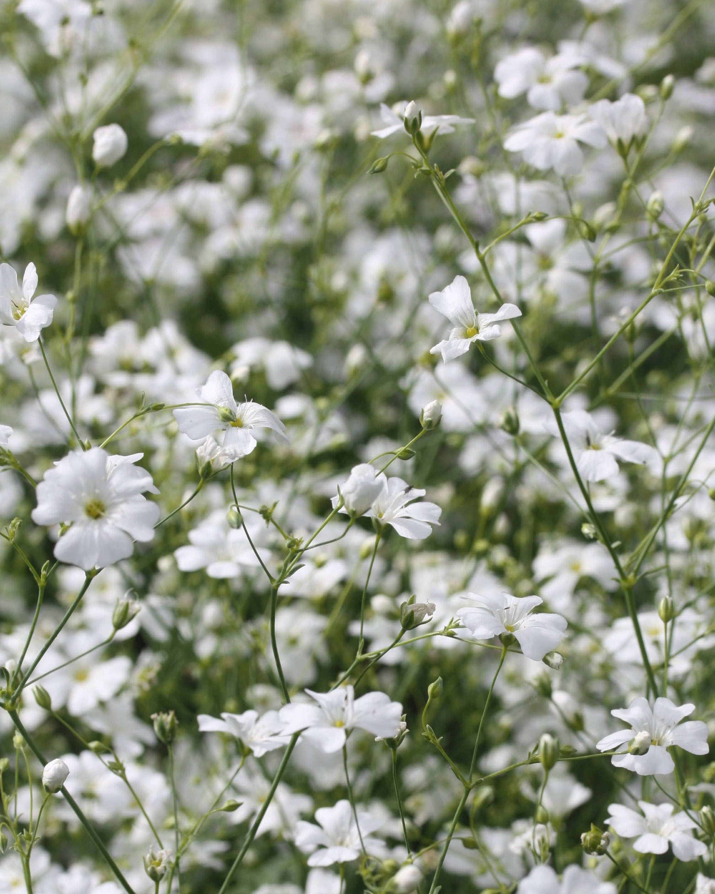 Brudeslør Covent Garden Market – lett og naturlig ettårig brudeslør med luftige hvite blomsterskyer, raskt fra frø