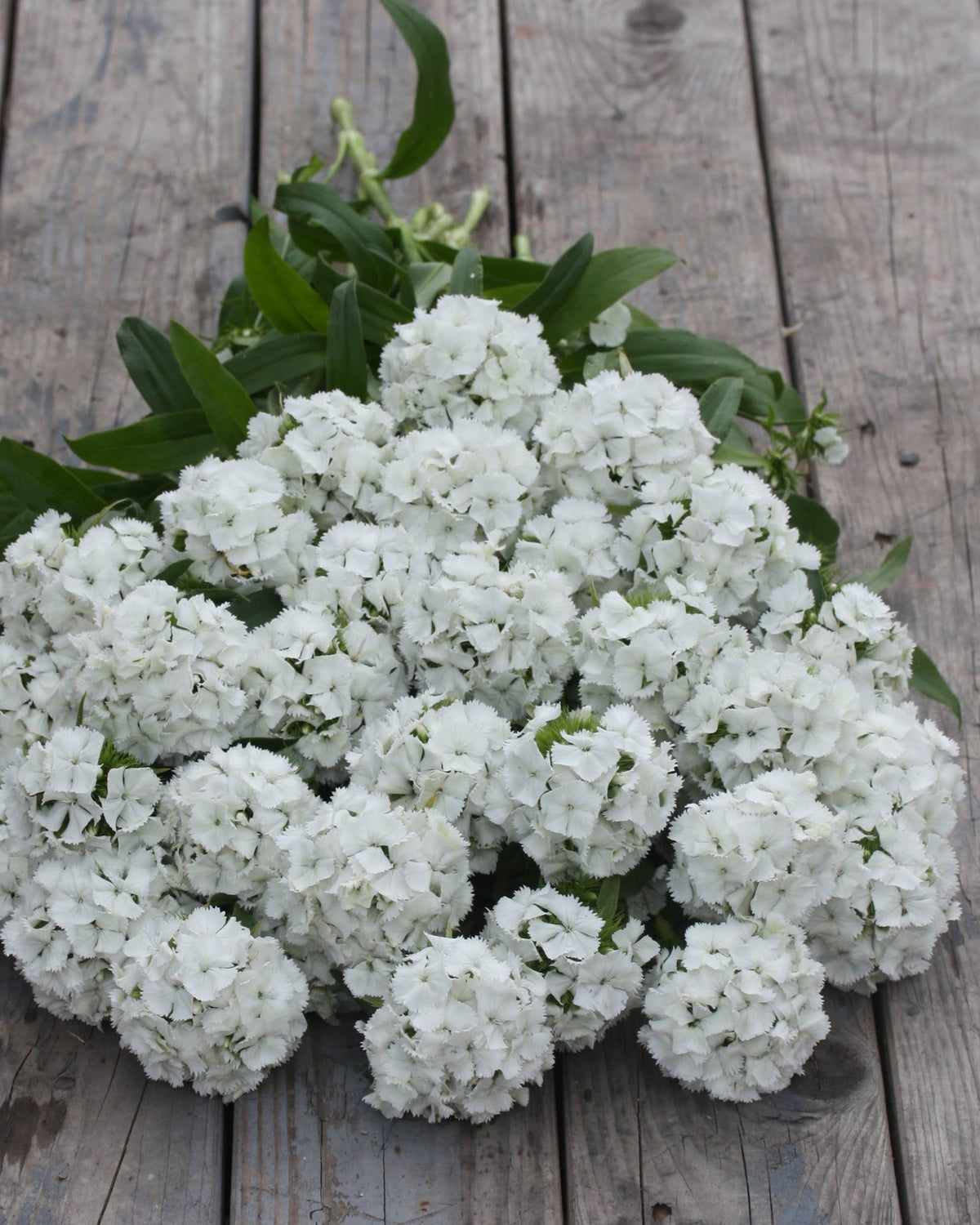 Avrundede, blomsterrike hoder av busknellik ‘Hollandia White’ i rent hvitt.