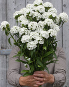 Hvite blomsterhoder av busknellik ‘Hollandia White’ på kraftige, stødige stilker.
