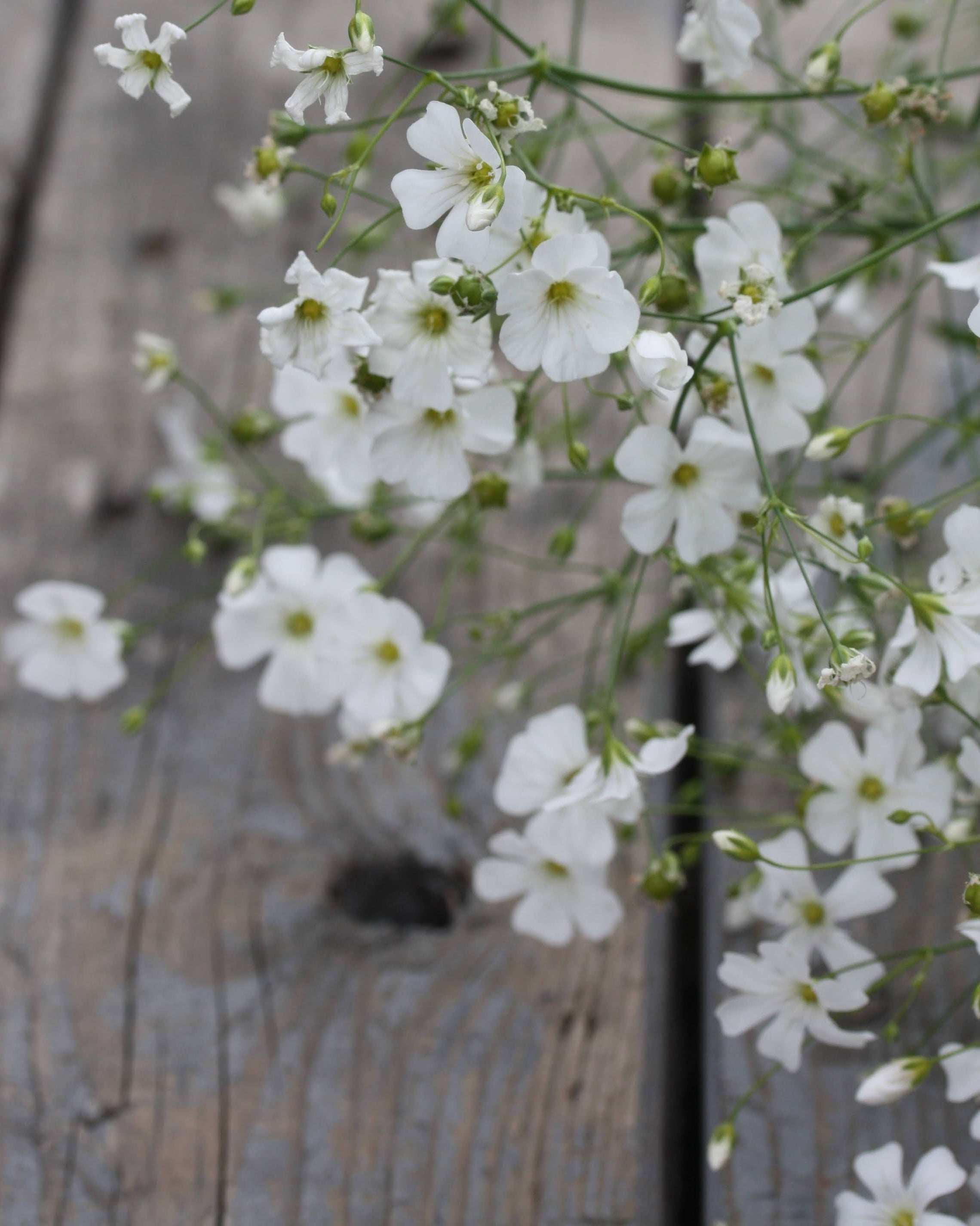 Brudeslør Covent Garden Market – klassisk hvit fyllblomst med florlett uttrykk, perfekt i brudebukett og oppsats