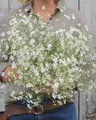 Brudeslør Covent Garden Market – florlette hvite blomster på fine forgrenede stengler, ettårig klassiker ca. 40–60 cm