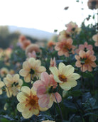 Georgine Kelsey Annie Joy med gyllen collarette-blomst