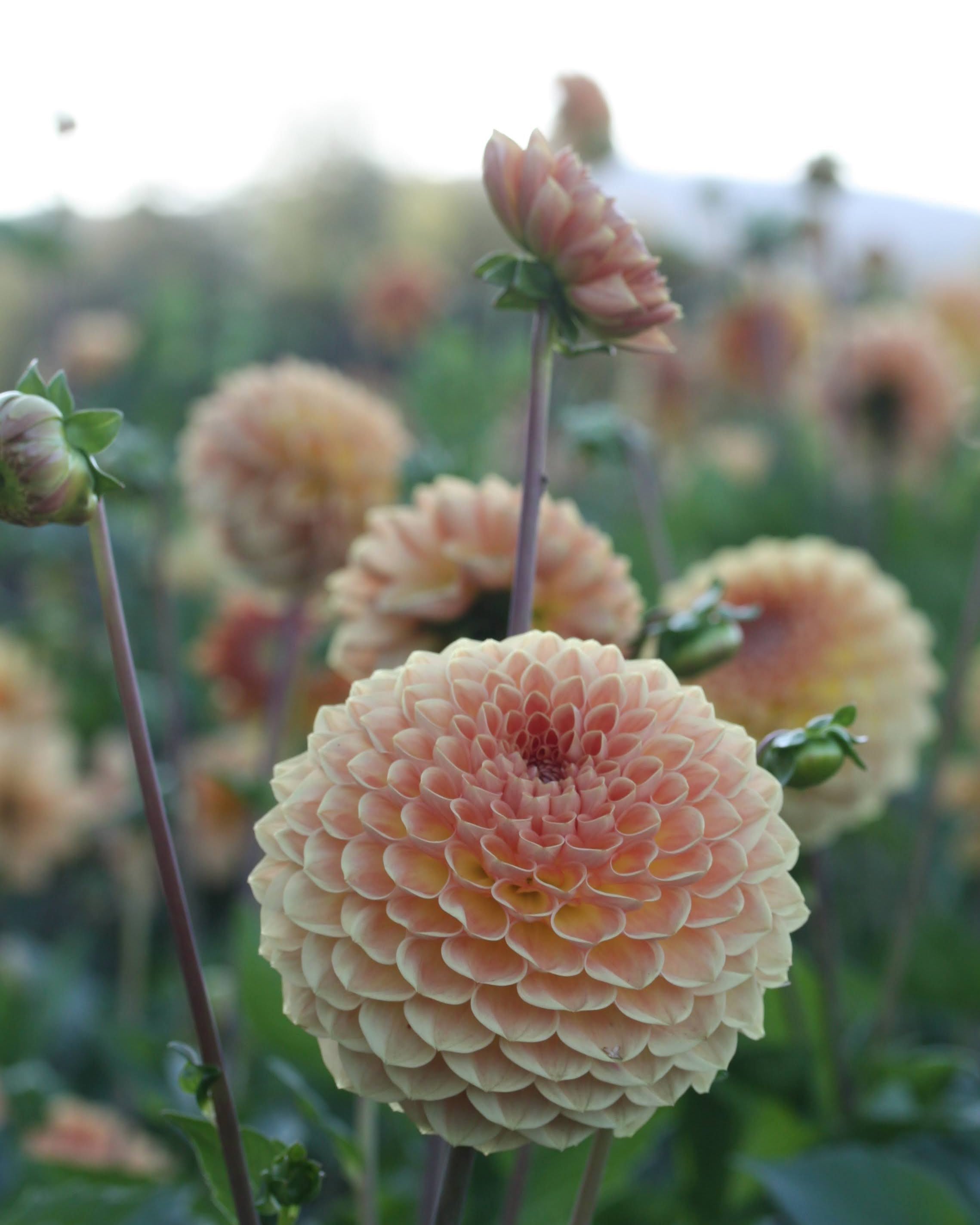 Blyton Softer Gleam georgine blomst - detaljbilde av kronbladene