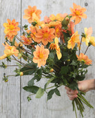 Kelsey Annie Joy georgine med elegant gyllen collarette-blomst