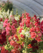 Løvemunn Madam Butterfly miks - fargerik blomstring av fylte løvemunnblomster