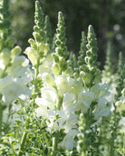 Løvemunn Potomac Ivory – kremhvite snittblomster med lange stengler