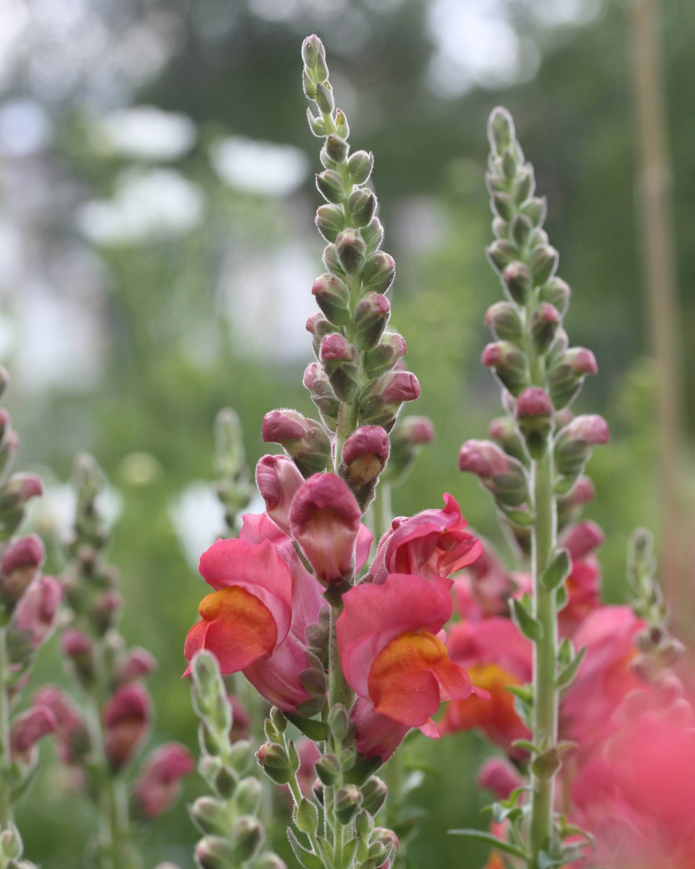 Løvemunn Potomac Dark Orange i blomst – varm høstfarge fra Potomac-serien