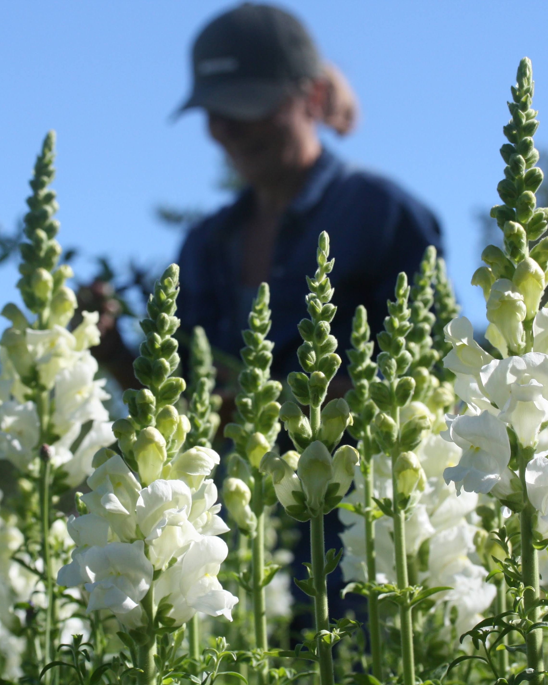 Løvemunn Potomac Ivory frø – profesjonell snittløvemunn for sommerbuketter