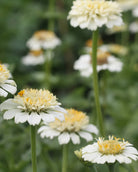 Zinnia Zinderella White blomster med klassiske gule griffler og elfenbenshvite kronblad