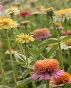  Zinnia Peaches & Cream med fylte blomster i lysegult og fersken
