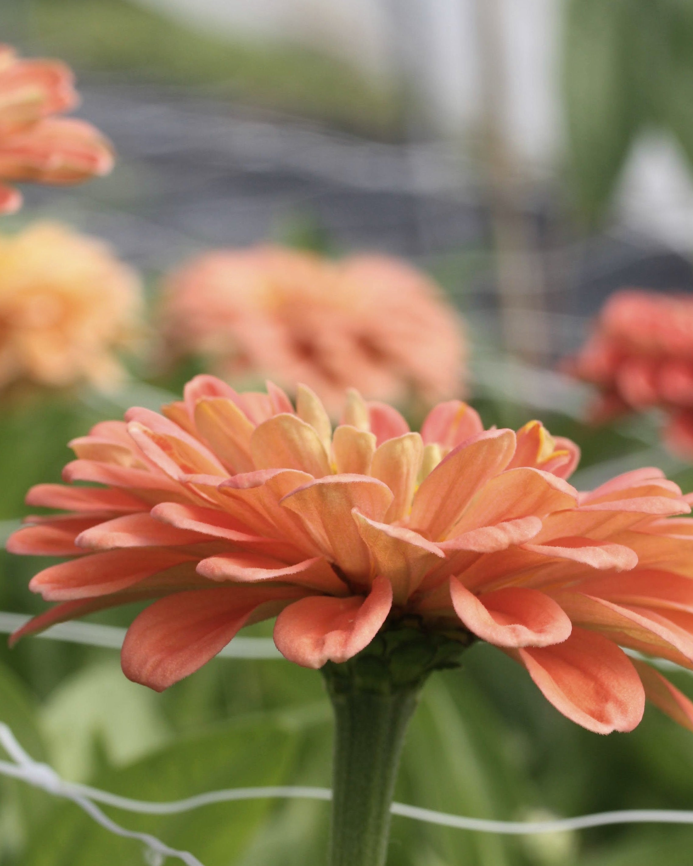 Zinnia Benary's Giant Salmon Rose i full blomst - varm lakserosa zinnia perfekt til snitt