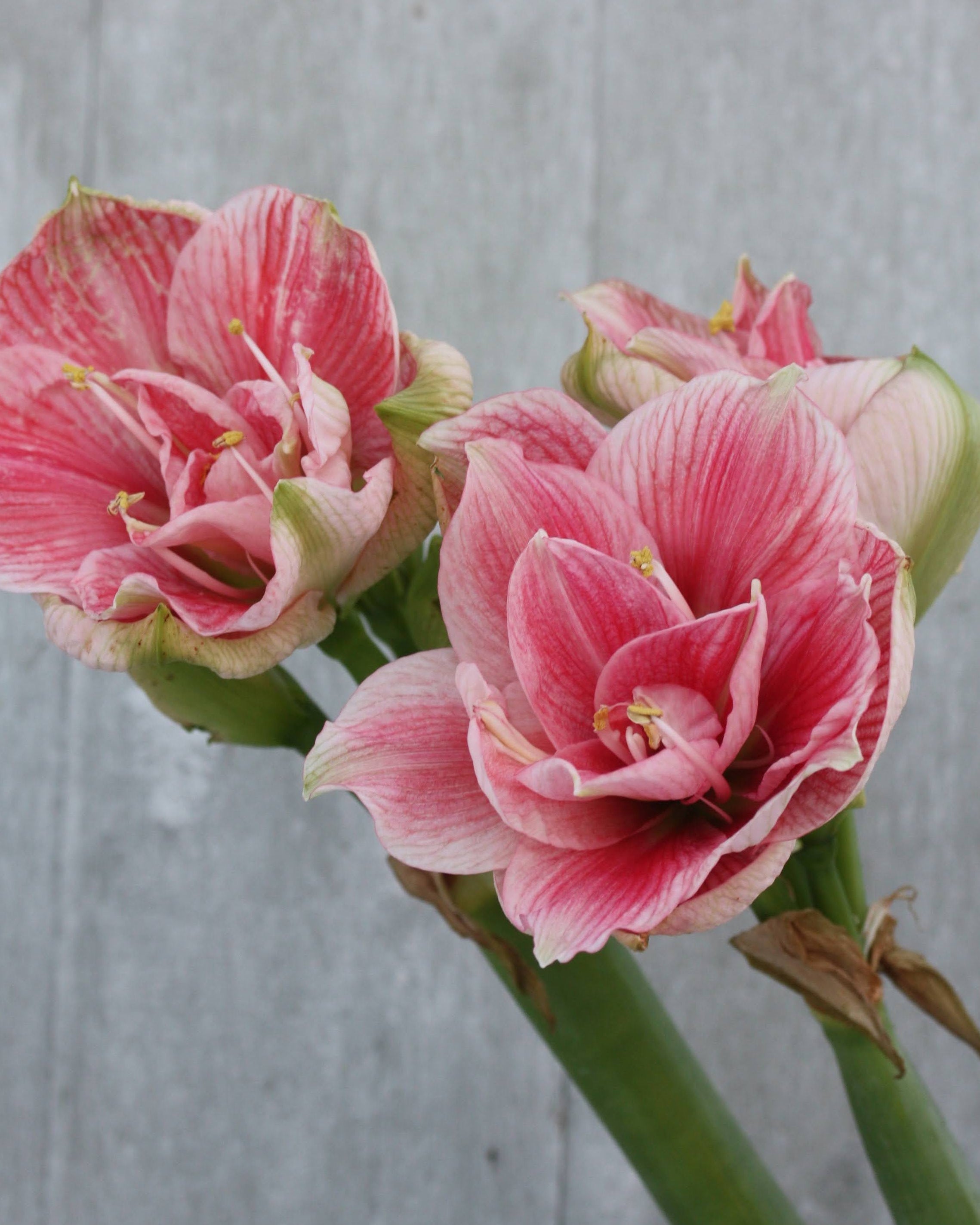 Amaryllis Sweet Nymph med store, runde og tett fylte blomster i milde rosatoner.