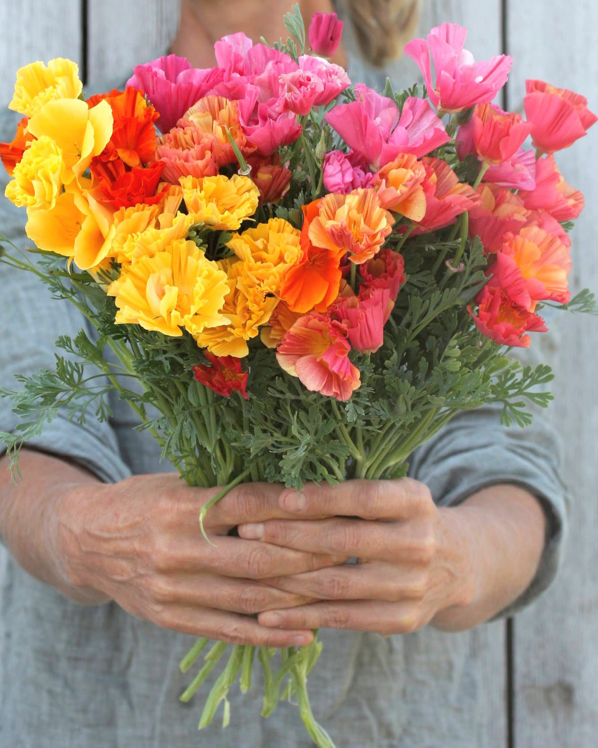 Kaliforniavalmue Jelly Beans – fargerik blanding med blomster i korall, cerise og gull
