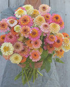 Zinnia Peaches & Cream - nydelig snittblomst i rosa og kremfarger