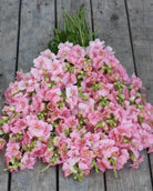 Løvemunn Chantilly Light Pink - nærbilde av blomsterknopper og åpne blomster i lys rosa