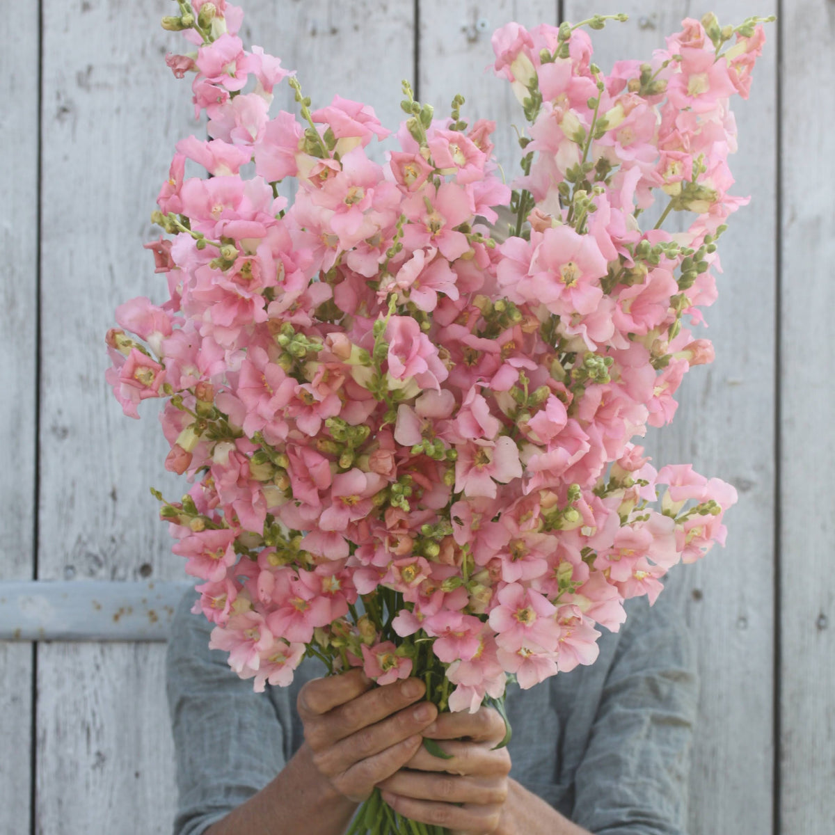 Løvemunn Chantilly Light Pink - lys rosa løvemunn i vase som snittblomst