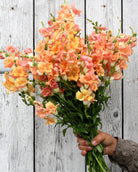 Løvemunn Chantilly Light Salmon - ettårig snittblomst med myke laksrosa blomster