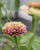 Zinnia Queen Red Lime blomster med unike limegrønne og rosa farger