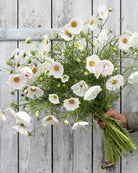 Cosmos Cupcakes Blush rosa snittblomst i hagen
