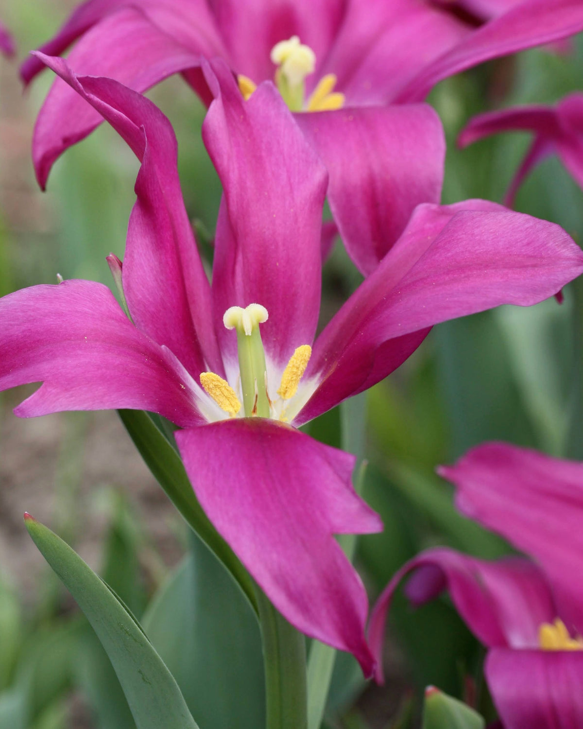 Tulipan Purple Doll – halvåpen liljetulipan med karakteristiske smale purpurfargede kronblad
