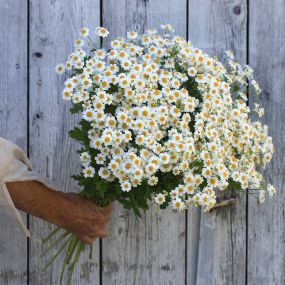 Blomstrende matrem ‘Vegmo Single’ med mengder av hvite blomster og et lett, naturlig uttrykk.