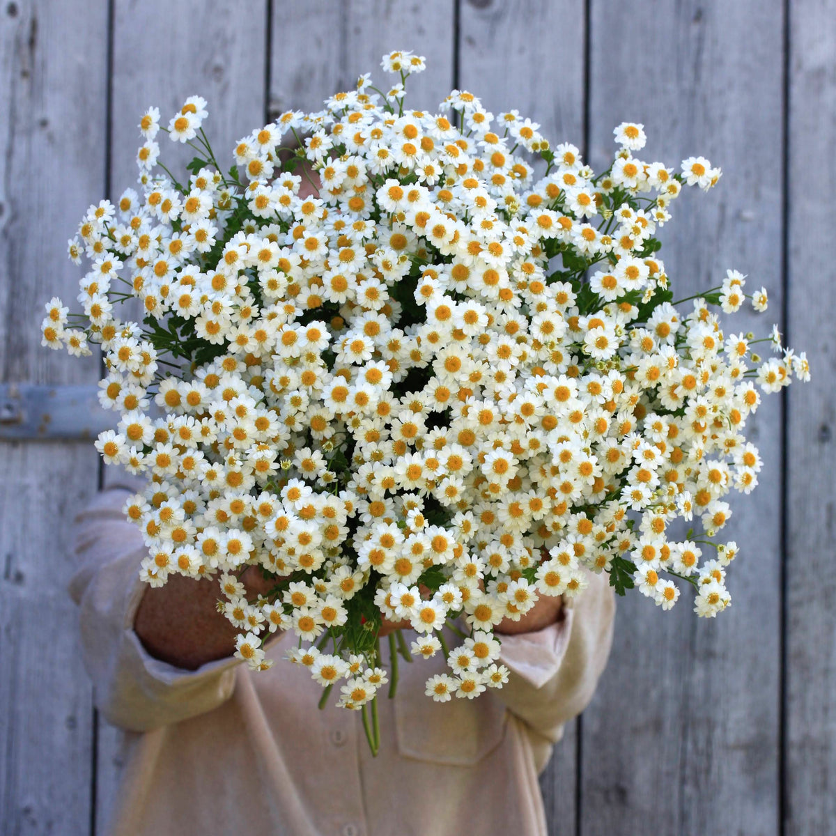 Matrem ‘Vegmo Single’ med små, hvite prestekragelignende blomster og gule midter.