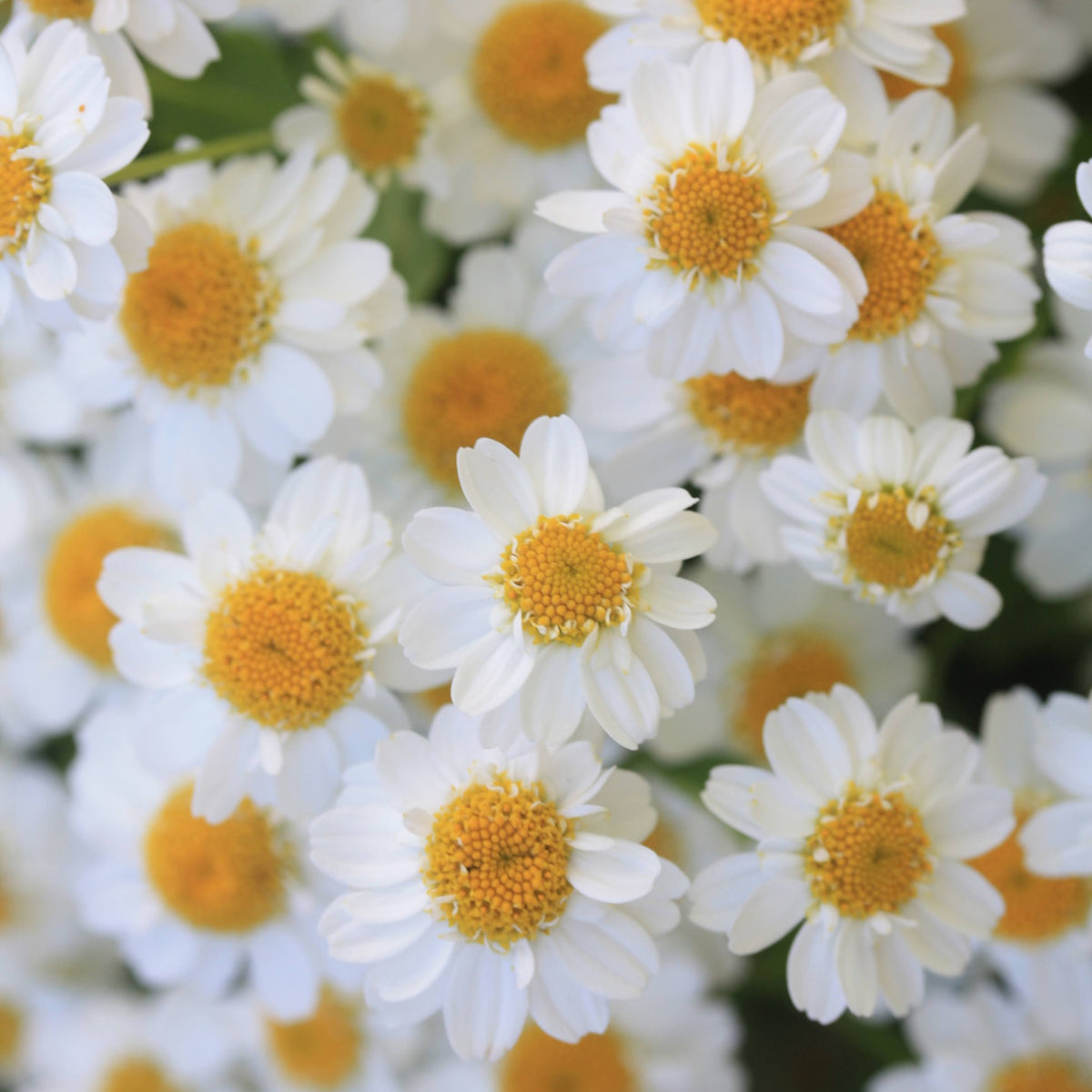 Matrem ‘Vegmo Single’ med små, hvite blomster i forgrenede klaser på lange stilker.