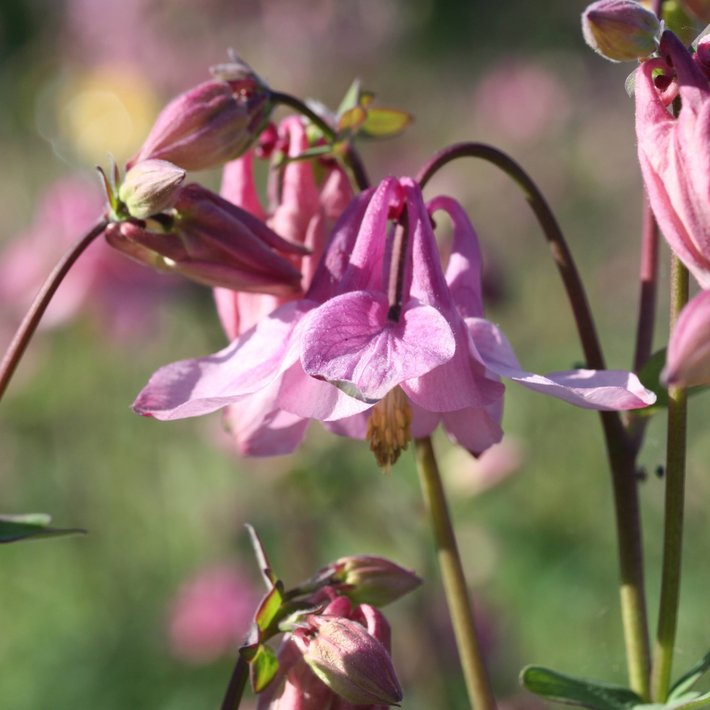 Akeleie Heidi med doble rosa og hvite blomster i full blomstring