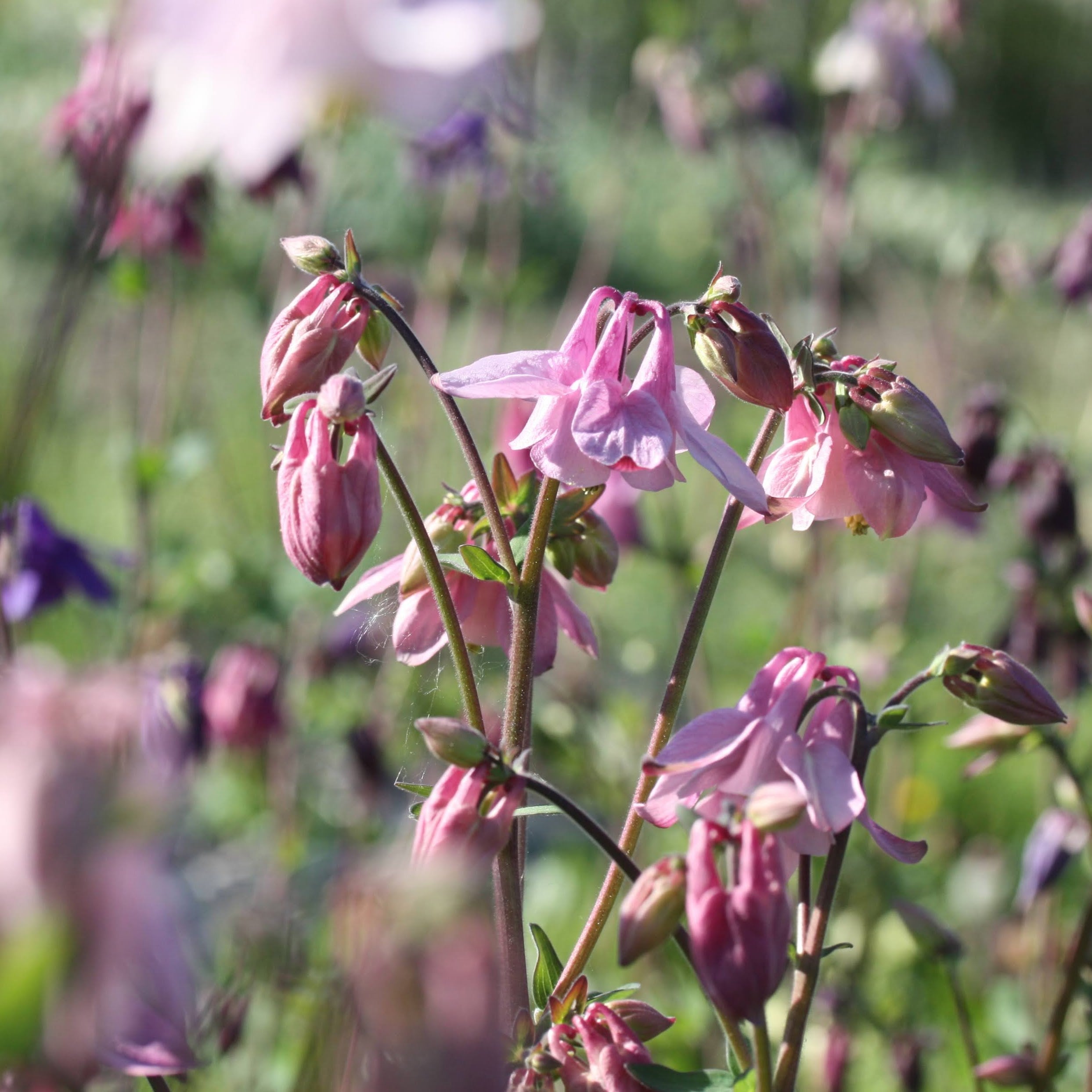 Akeleie Heidi plante med grønt bladverk og rosa-hvite blomster
