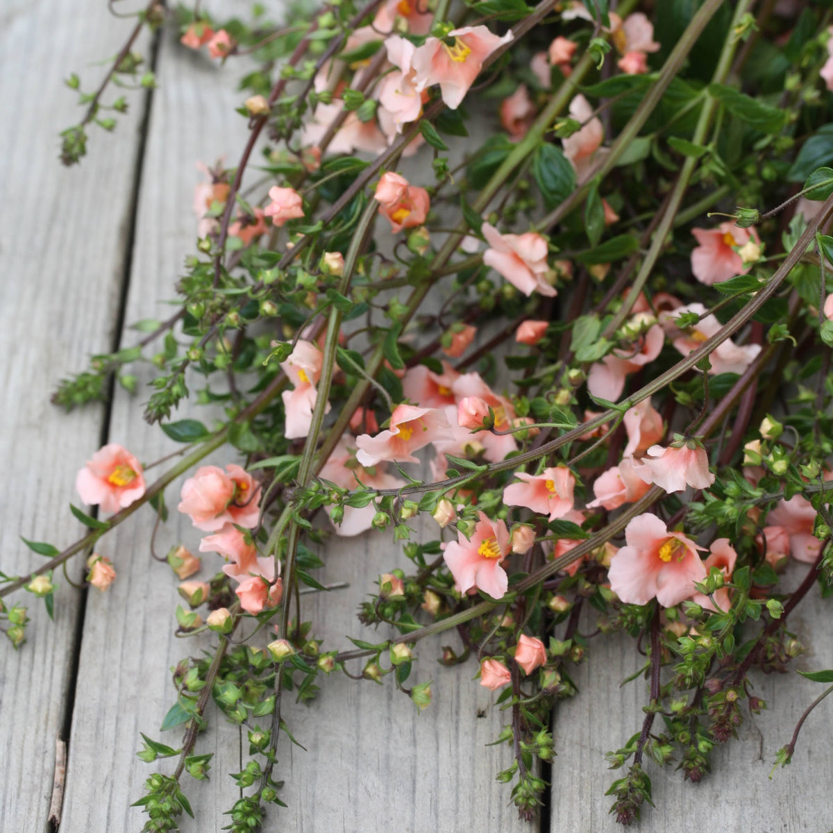 Alonsoa Shell Pink plante med luftig vekstform og rosa blomster