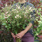Alonsoa Shell Pink blomster med karakteristisk skjellrosa farge