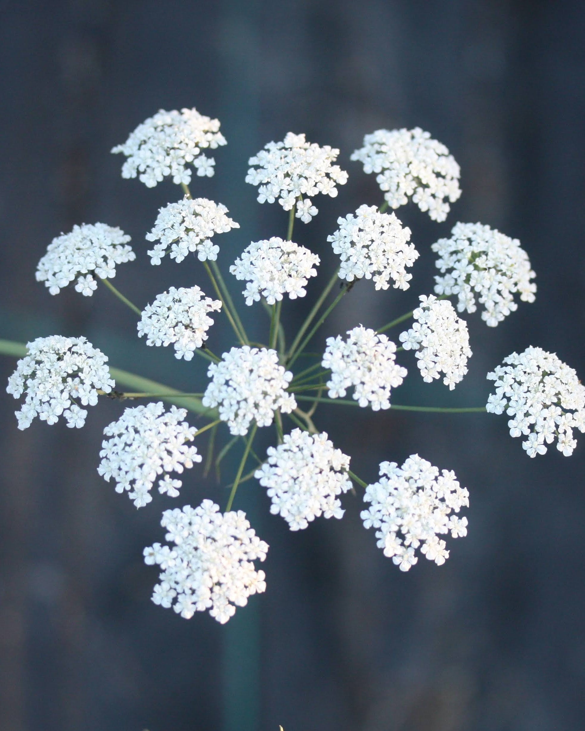 Nærbilde av Ammi majus Queen of Africa sine elegante hvite blomster