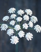Nærbilde av Ammi majus Queen of Africa sine elegante hvite blomster