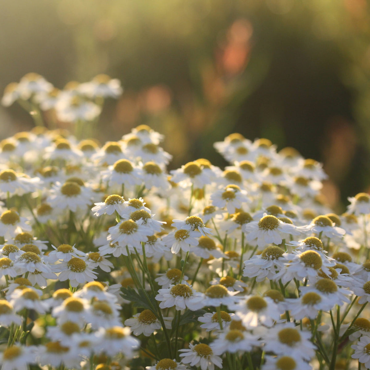 Nærbilde av matrem ‘Vegmo Single’ med hvite kronblader rundt en gul blomstermidt.