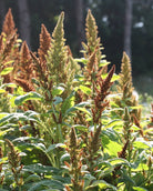 Amarant ‘Autumn’s Touch’ med opprette, luftige blomsterstander i syrlig grønt og rustbrunt.