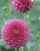 Ballgeorgine Isabel med karakteristisk rosa-lilla rund blomst