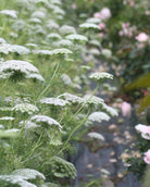 Ammi visnaga Green Mist – frodig ettårig med faste, tette skjermer i frisk grønnhvit farge, perfekt til store oppsatser