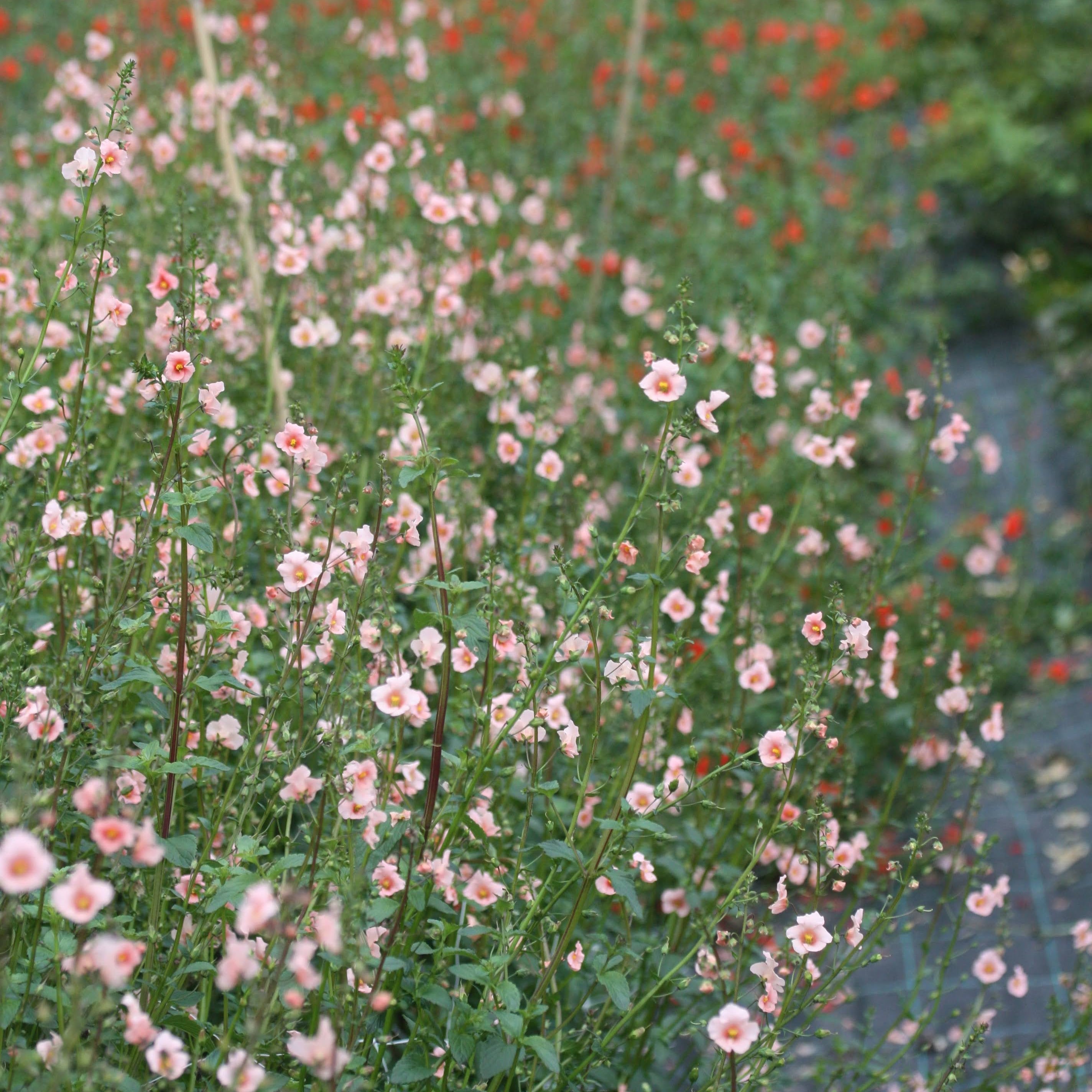 Alonsoa Shell Pink ettårig blomst med rik blomstring