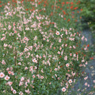 Alonsoa Shell Pink ettårig blomst med rik blomstring