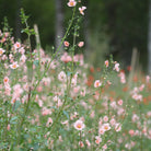 Nærbilde av Alonsoa Shell Pink delikate rosa blomster