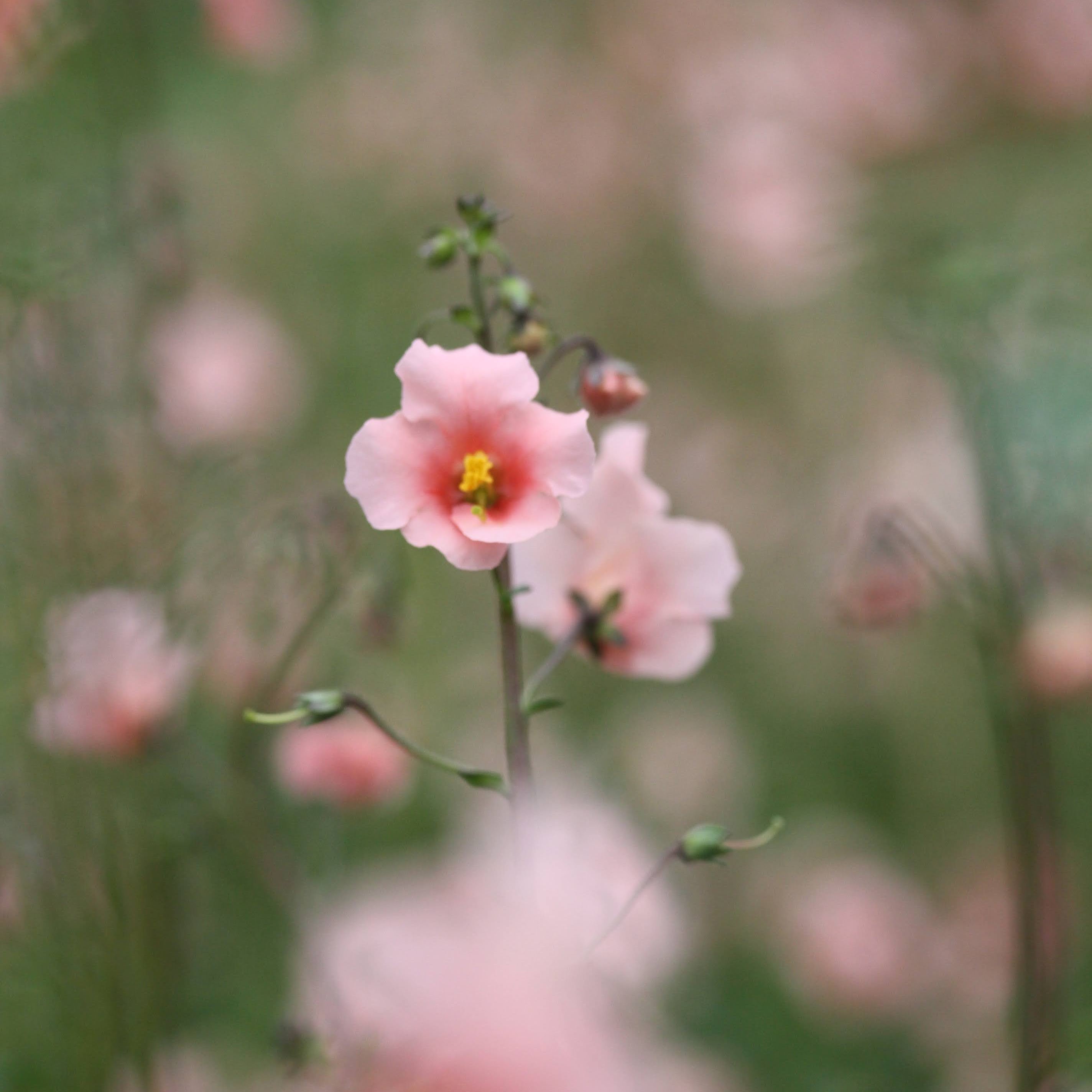 Alonsoa Shell Pink med skjellrosa blomster i full blomstring