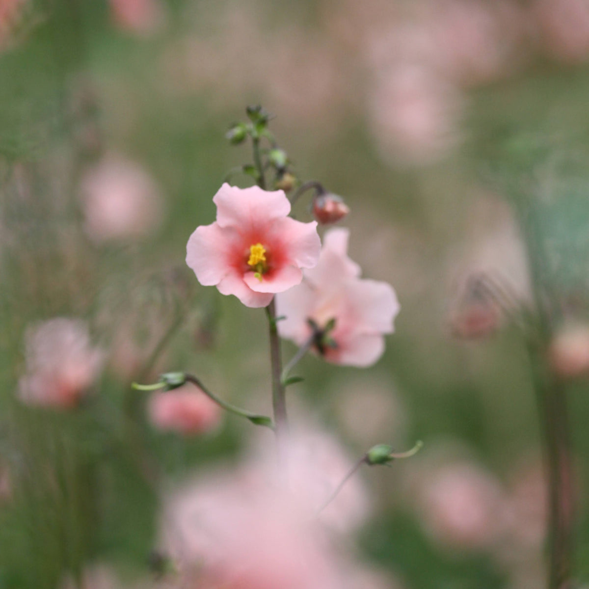 Alonsoa Shell Pink med skjellrosa blomster i full blomstring