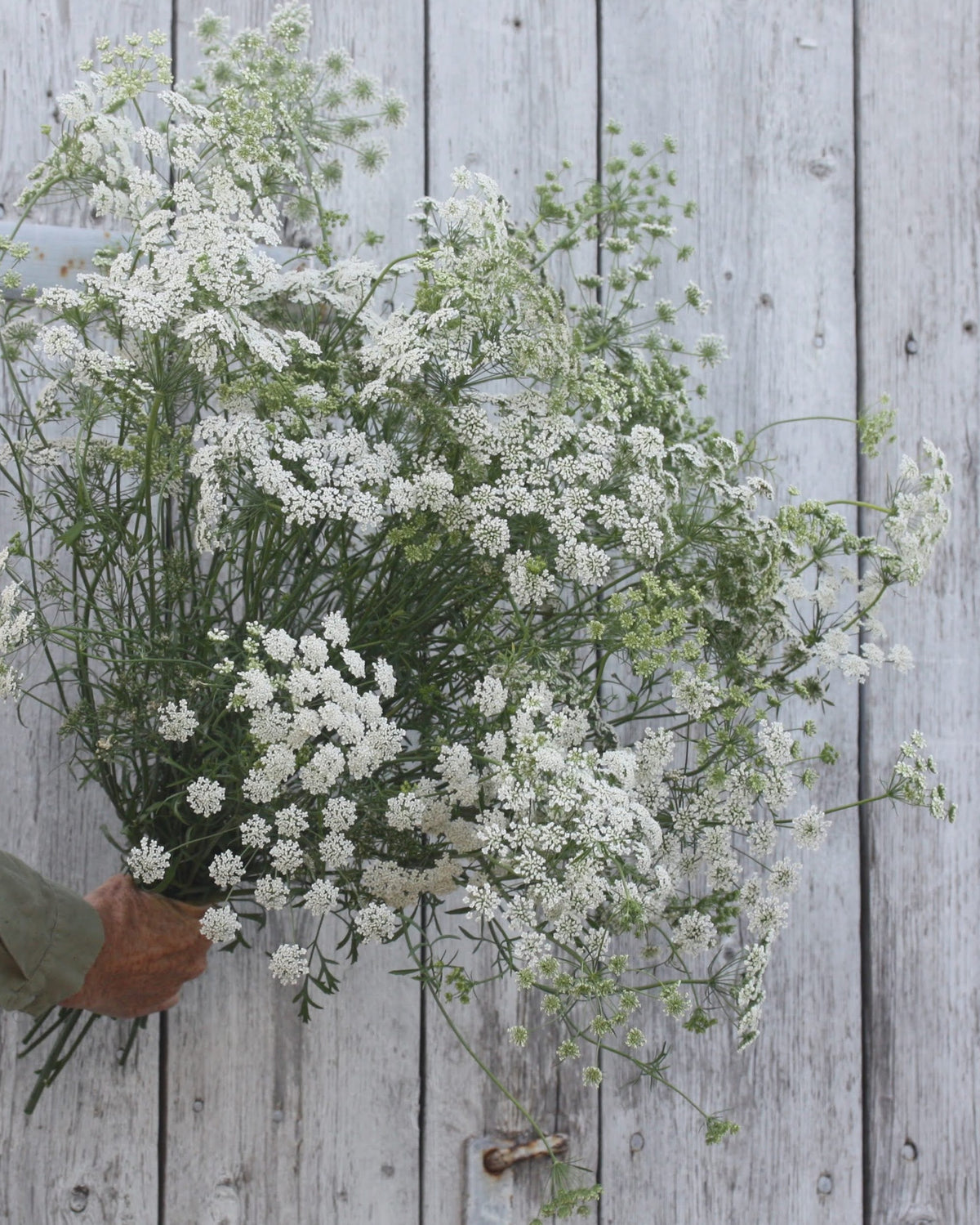 Ammi majus Queen of Africa med luftige hvite blomsterskjermer i full blomstring