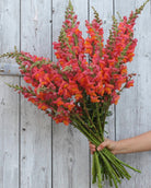 Løvemunn Potomac Dark Orange – sterk snittsort med lange stengler for sommer og høst