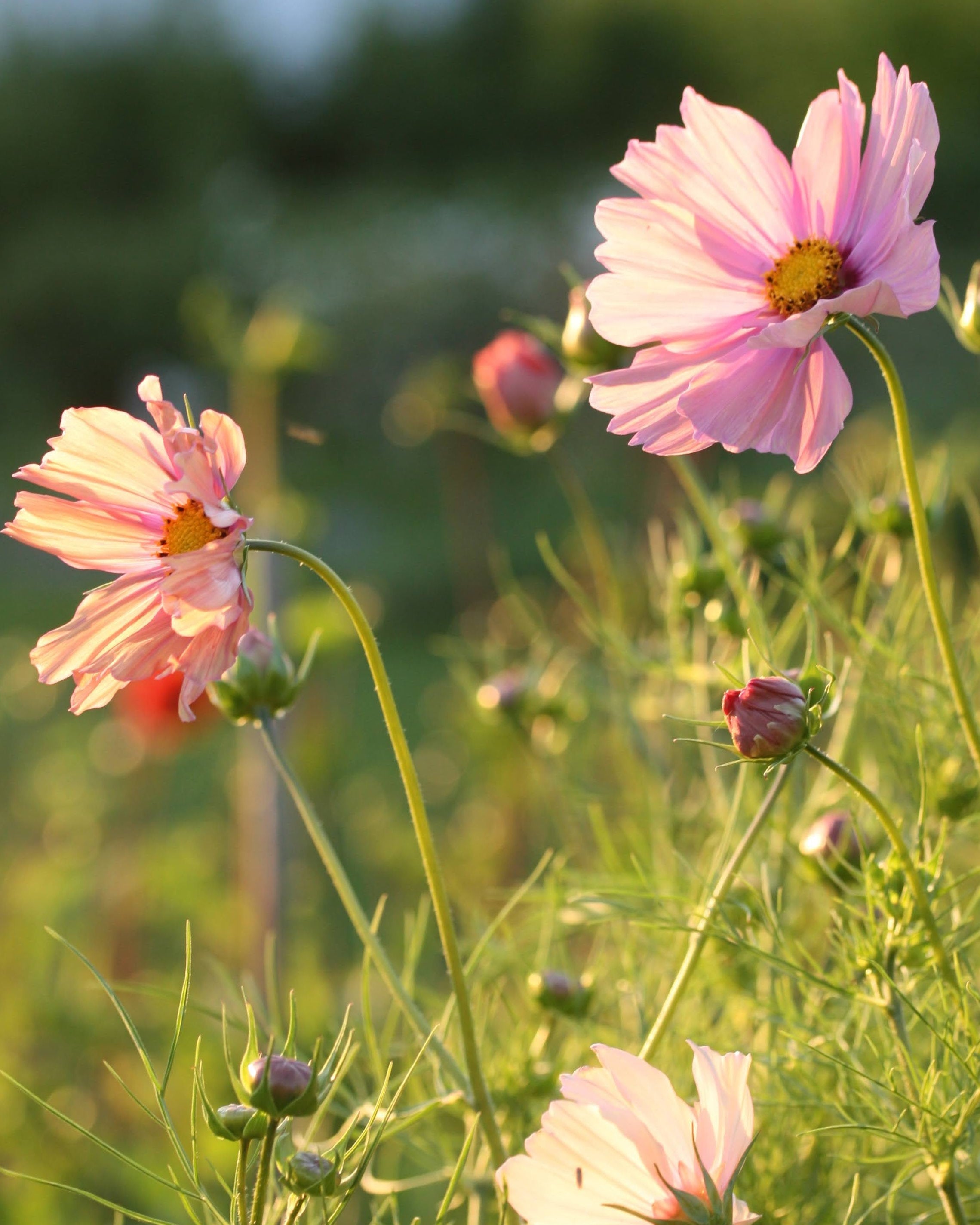 Cosmos Apricotta - vekstform