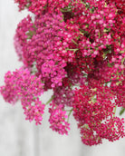 Bakkeryllik Cassis - flerårig snittblomst