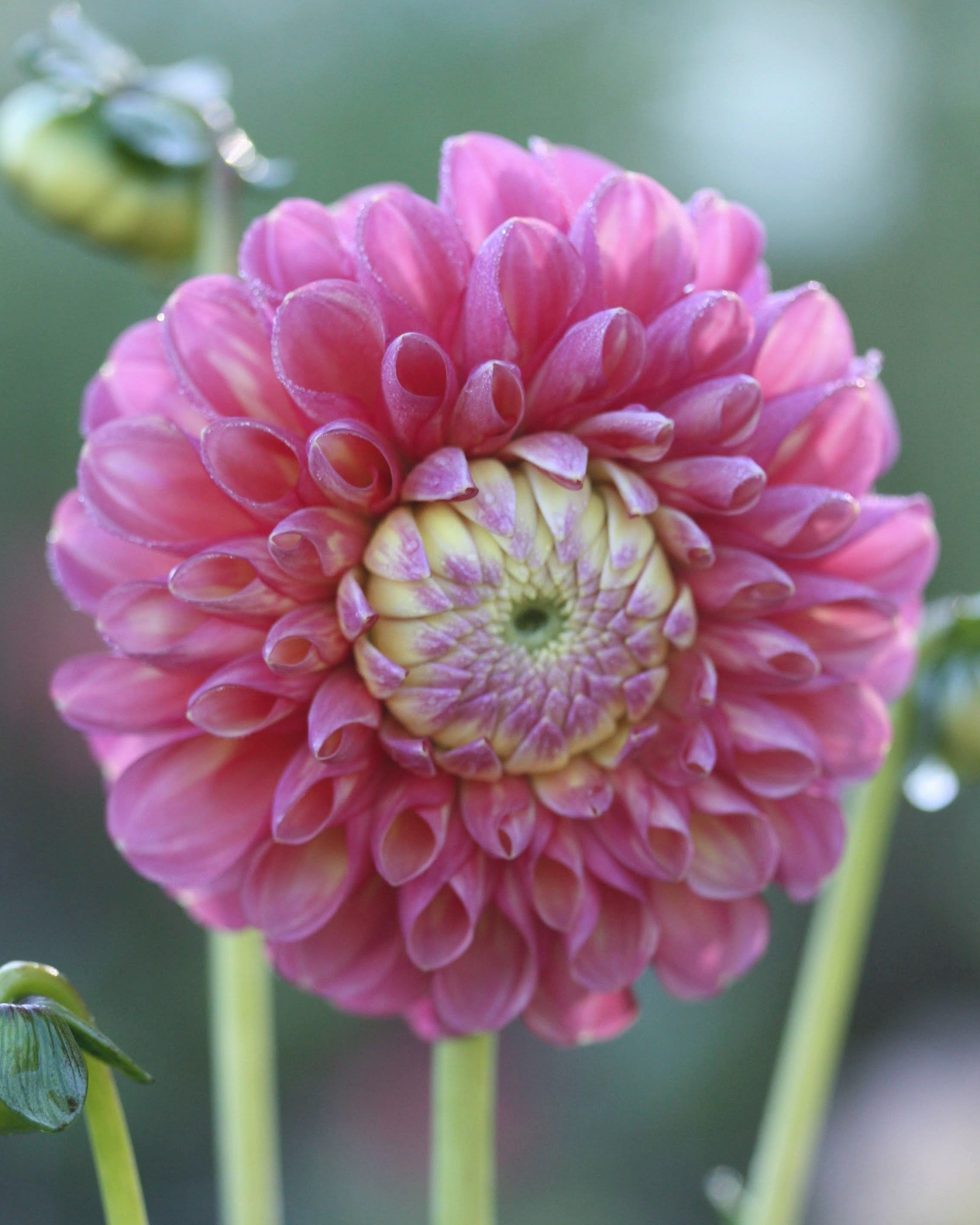 Ballgeorgine Isabel med rund rosa-lilla blomst i hagen